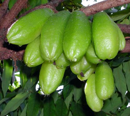 Cucumber Tree - Averrhoa bilimbi, fruit