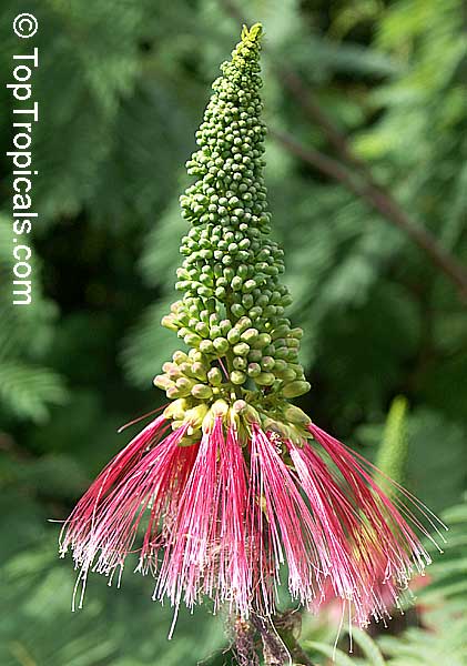 Calliandra houstoniana - Tree Calliandra, flower
