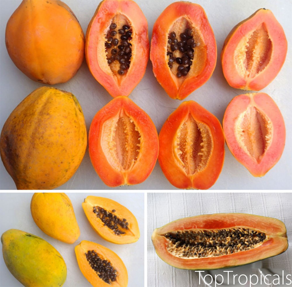 Papaya fruit: Waimanalo, Sunrise, Maradol