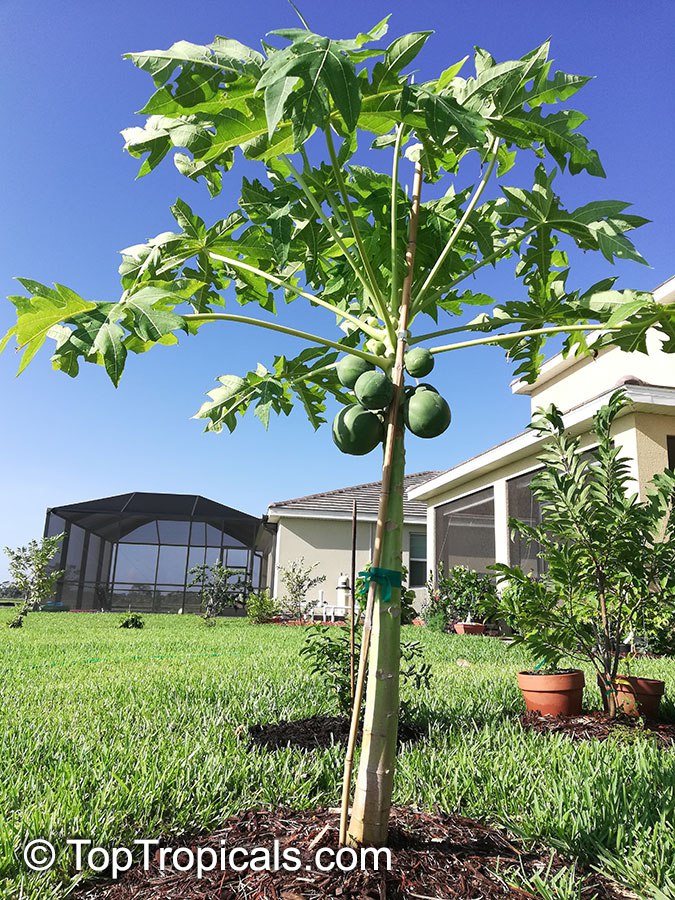 Papaya tree