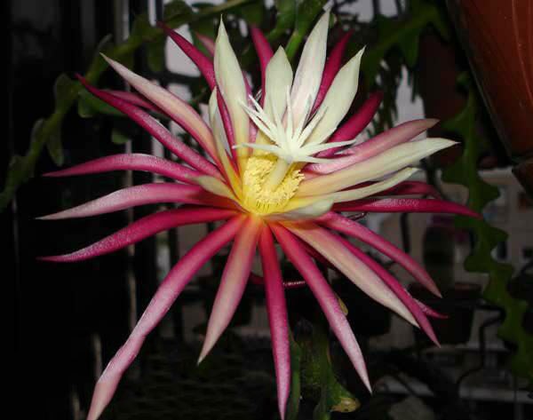 Cryptocereus anthonyanus - Zig-Zag Cactus flower