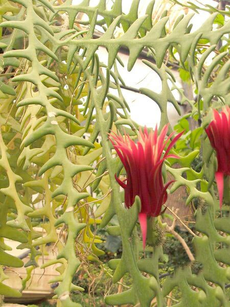 Cryptocereus anthonyanus - Zig-Zag Cactus