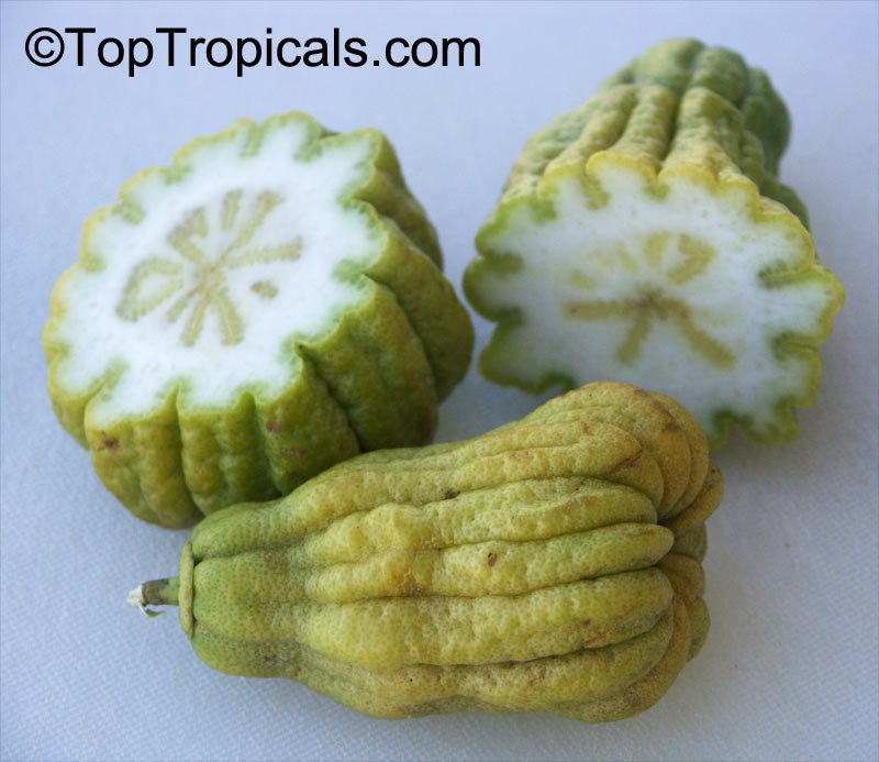 Citron 'Buddha's Hand' (Citrus medica var. sarcodactylis)