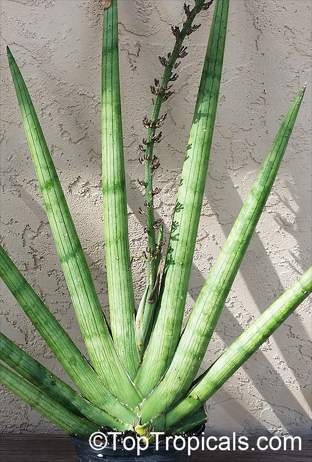 Sansevieria cylindrica - Snake Plant