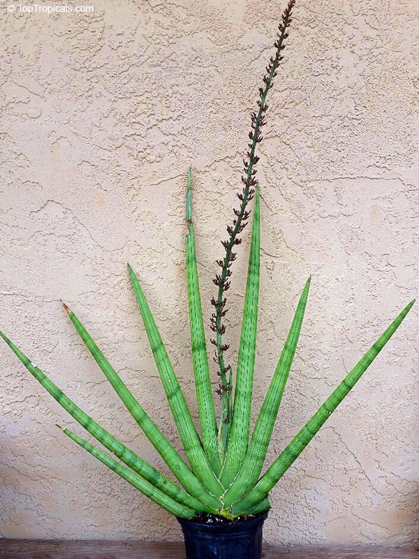 Sansevieria cylindrica - Snake Plant