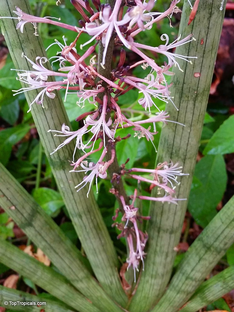 Sansevieria cylindrica - Snake Plant flowers