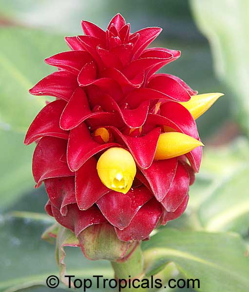 Costus spicatus x woodsonii - Red Button Ginger, French Kiss