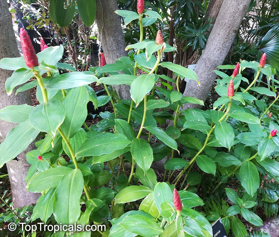 Costus spicatus x woodsonii - Red Button Ginger, French Kiss