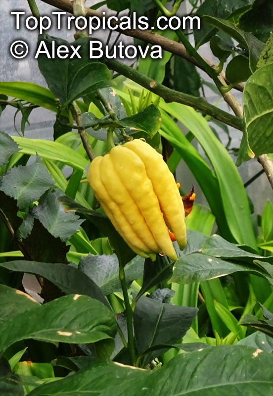 
Citron 'Buddha's Hand' (Citrus medica var. sarcodactylis)