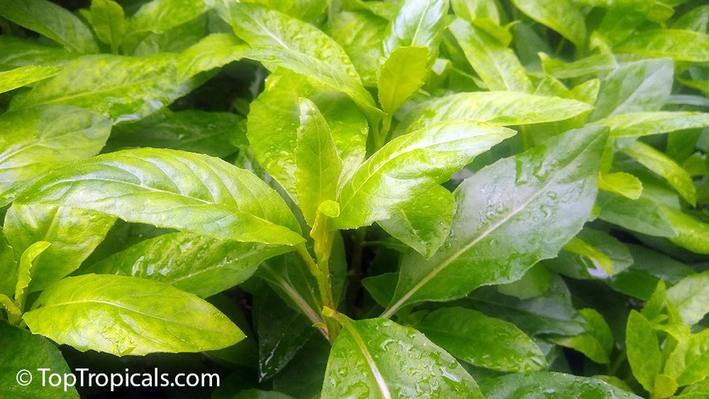 Gynura procubens (Longevity Spinach, Okinawa Spinach) 