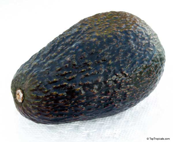 Avocado Ulala (Super Hass) 