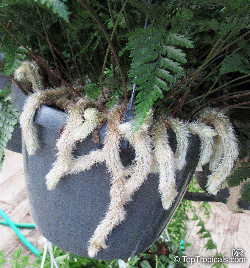  Humata (Davallia) tyermannii - White Rabbits Foot Fern