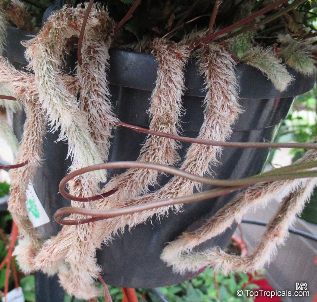  Humata (Davallia) tyermannii - White Rabbits Foot Fern