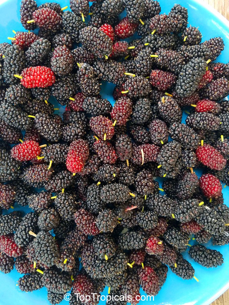 Fruit of Mulberry Tree (Morus x Alba hybrids) 