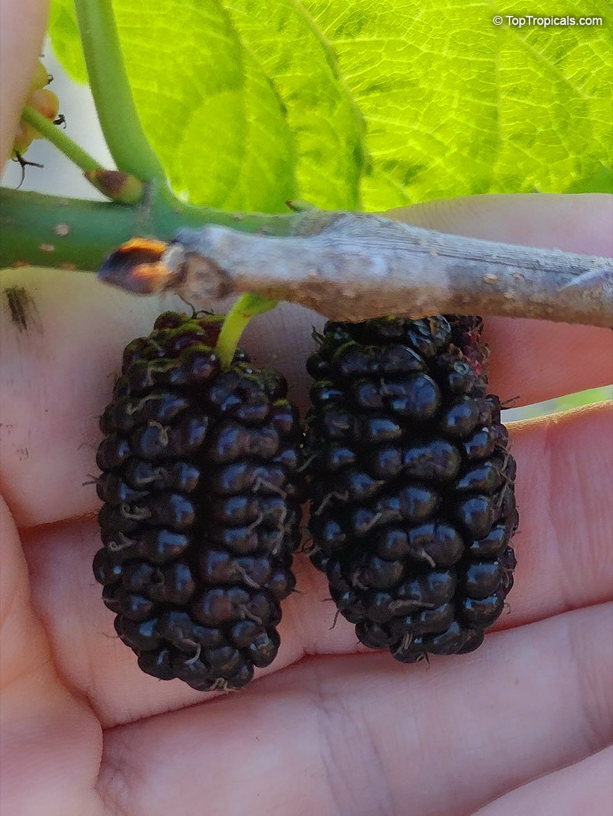 Mulberry fruit