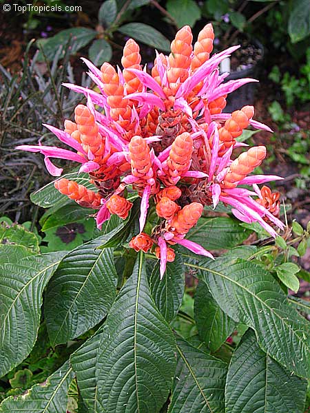 Aphelandra sinclairiana - Panama Queen