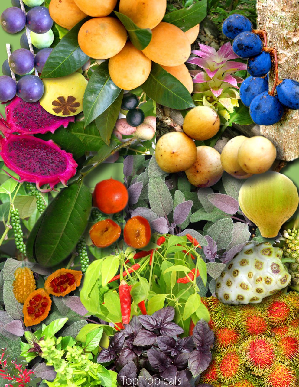 Exotic tropical fruit and edibles - Food Forest