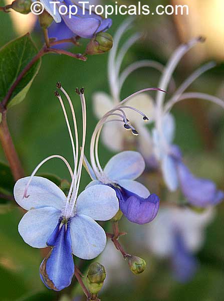 Clerodendrum ugandense - Blue Butterfly