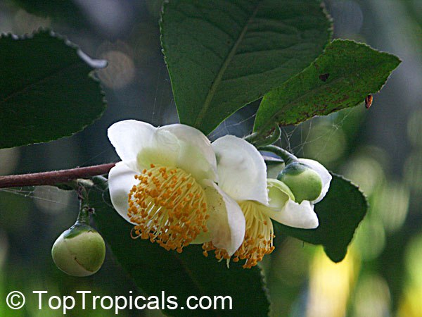 Camellia sinensis - Tea Leaf Tree