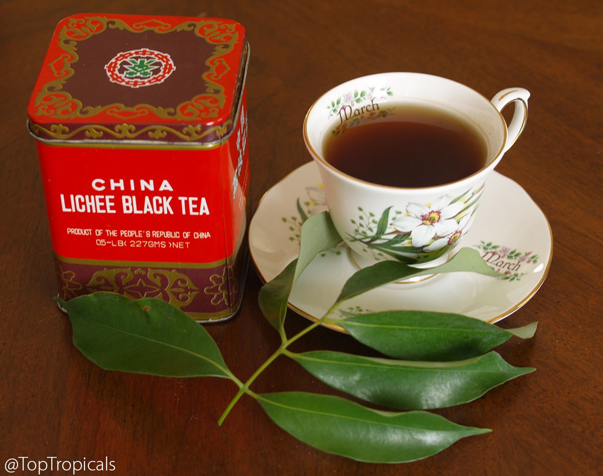 Camellia sinensis - Tea Leaf Tree and Tea in a cup