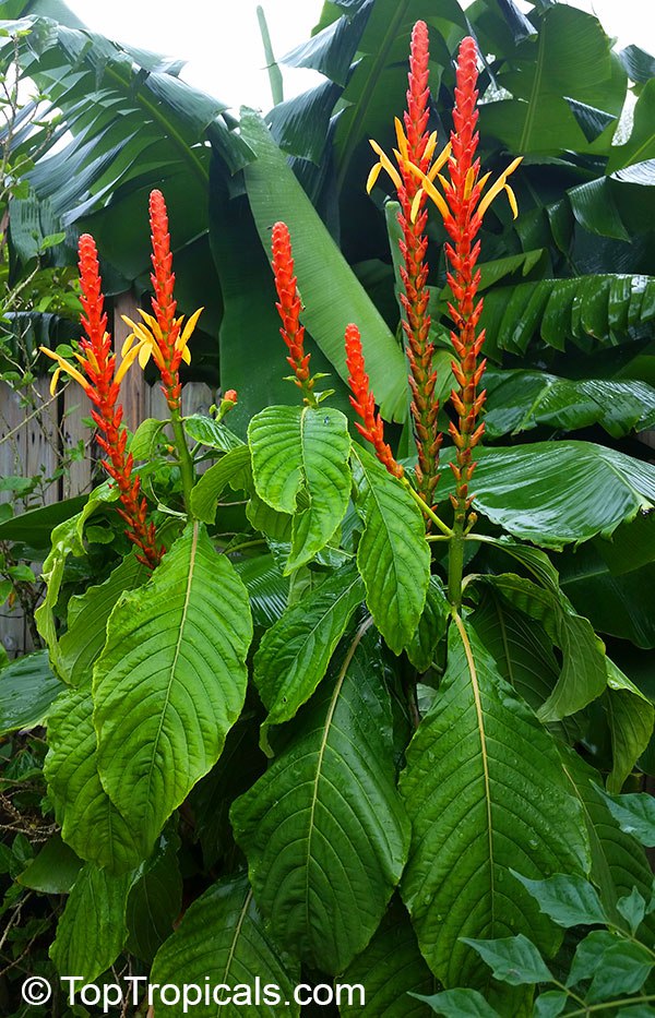 Aphelandra hartwegiana - Yellow Aphelandra