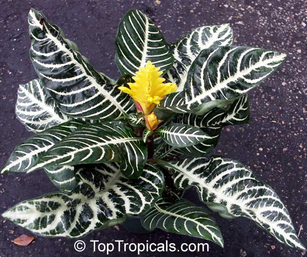 Aphelandra squarrosa - White Zebra Plant