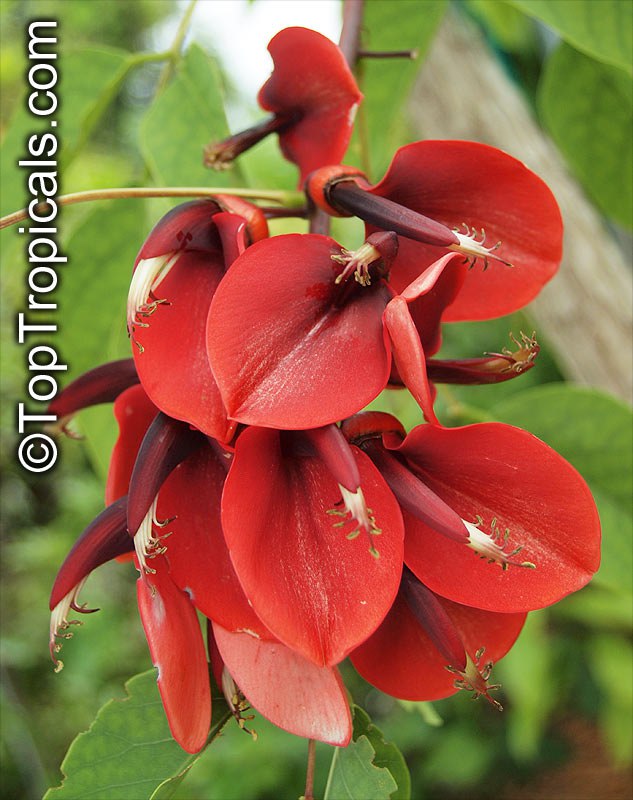 Erythrina flower - Cry Baby Tree