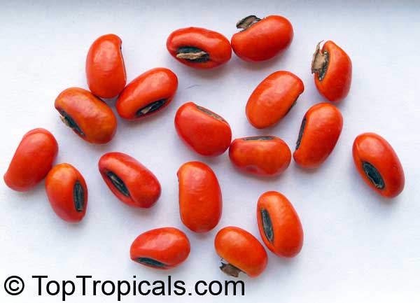 Erythrina seeds - Cry Baby Tree