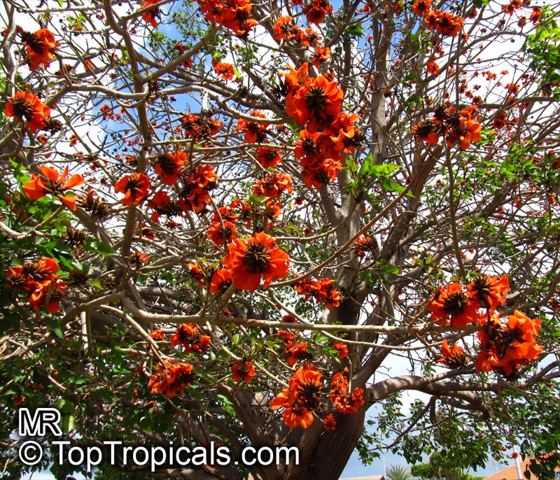 Erythrina - Cry Baby Tree