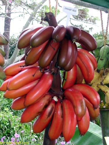 Red Banana