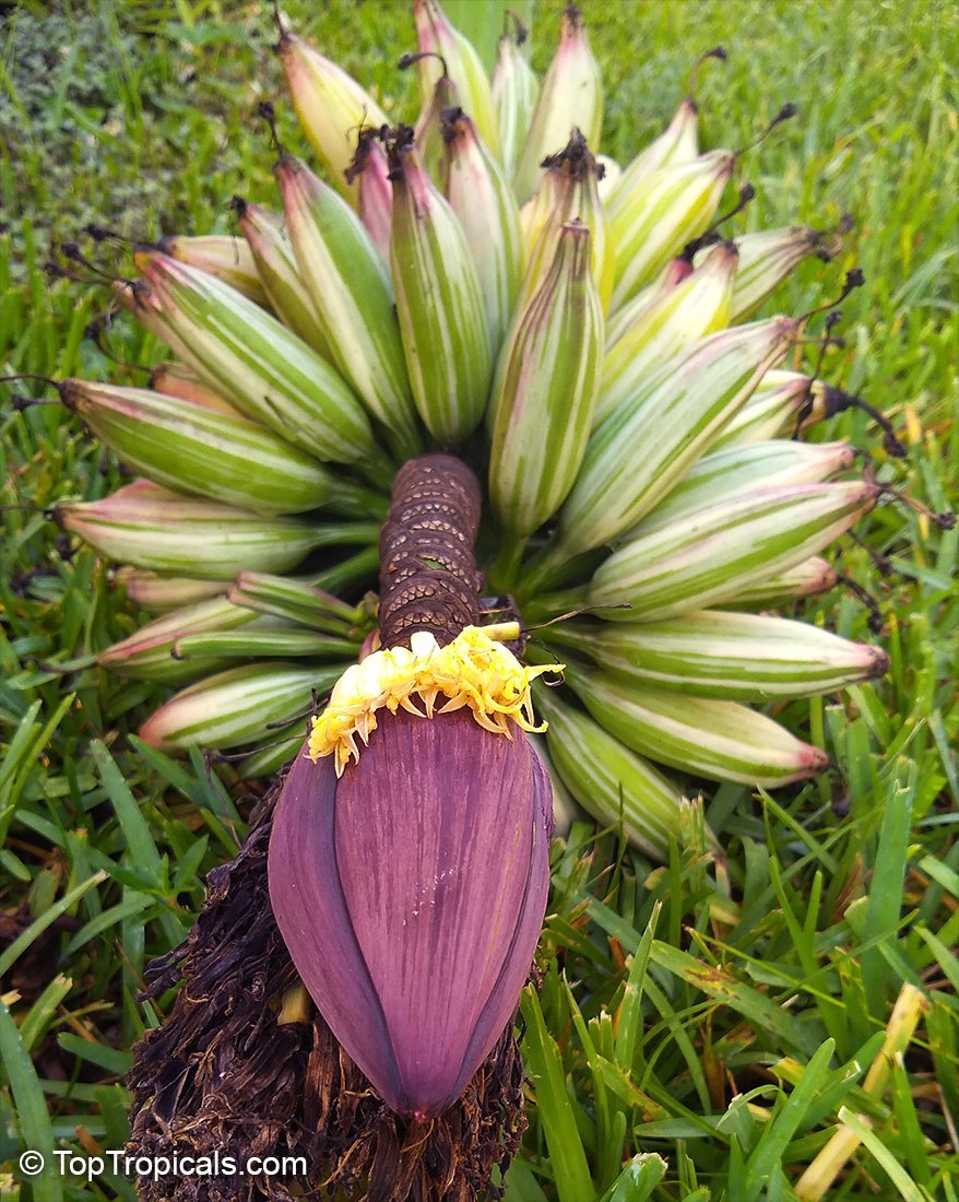 Variegated Banana 