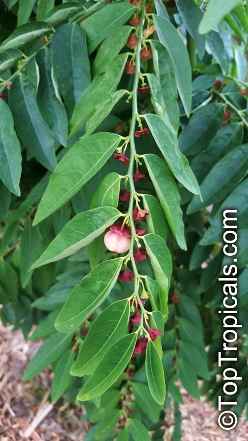 Sauropus androgynus - Katuk, Tropical Asparagus