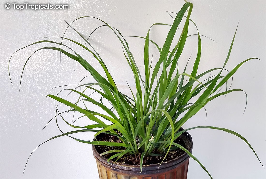 Cymbopogon citratus - Lemon grass