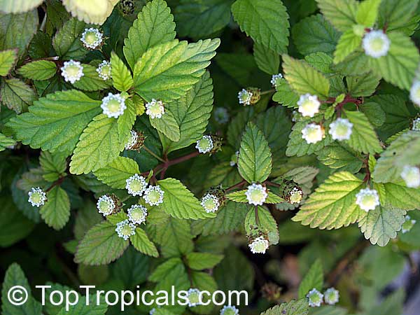 Lippia dulcis - Aztec Sweet Herb, Sweetleaf