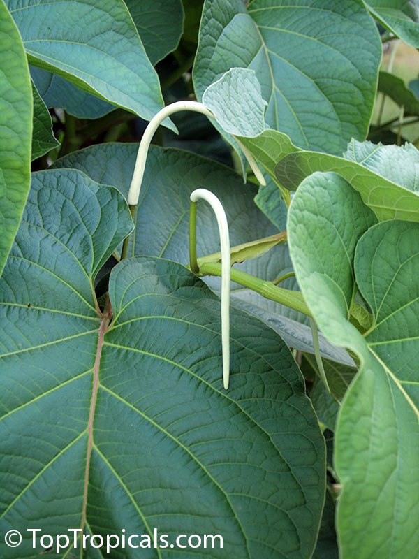 Piper auritum - Root Beer Plant, False Kava-Kava