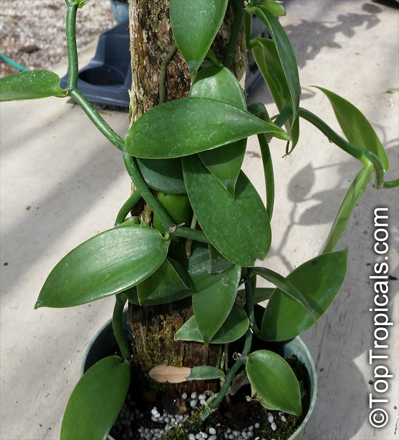 Where does Vanilla come from? How to grow your own Vanilla Beans