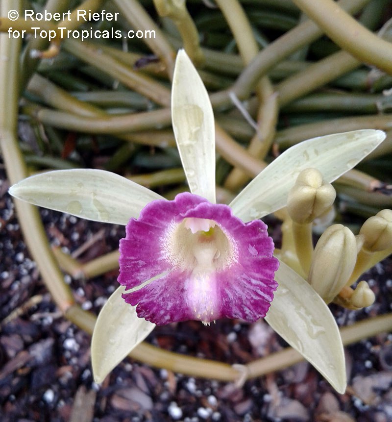 Vanilla dilloniana - Leafless Vanilla Orchid, flower