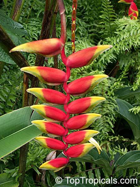 Heliconia rostrata - Lobster Claw, Parrot's beak