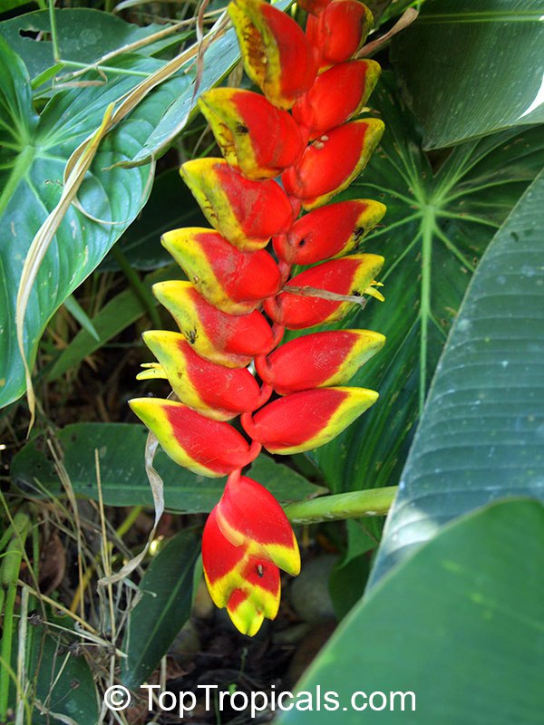 Heliconia rostrata - Lobster Claw, Parrot's beak