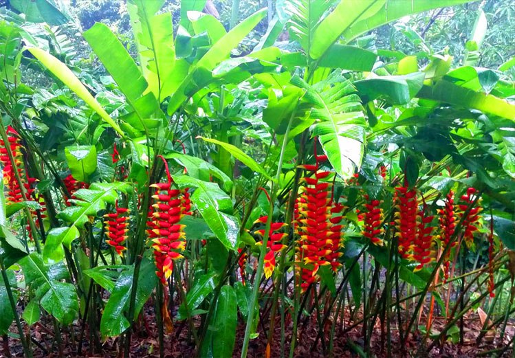 How to grow Lobster Claw