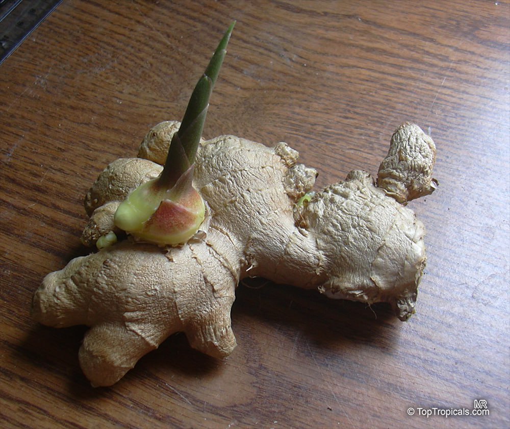 Zingiber officinale - Spice Ginger, Cooking Ginger 