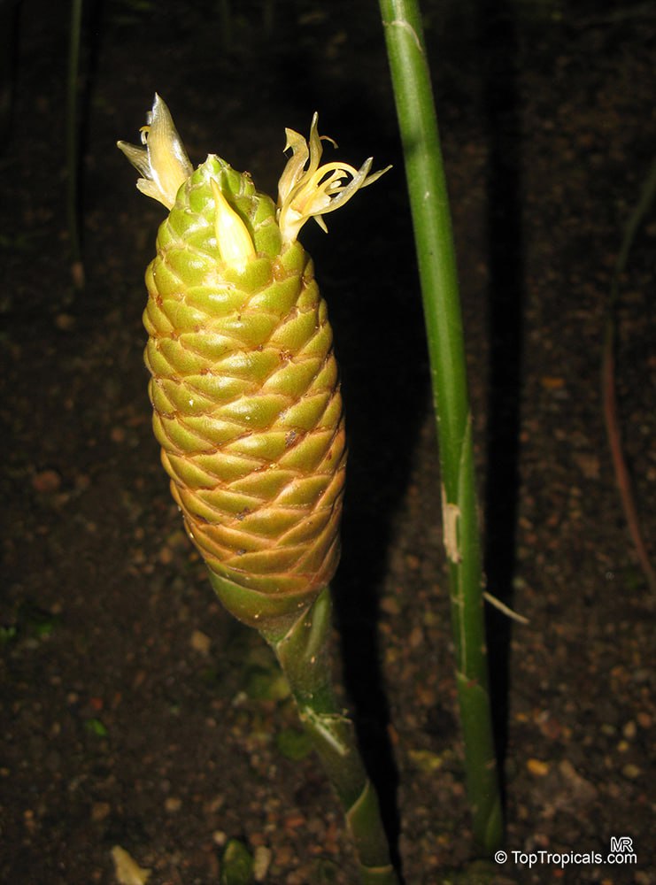  Zingiber officinale - Spice Ginger, Cooking Ginger 