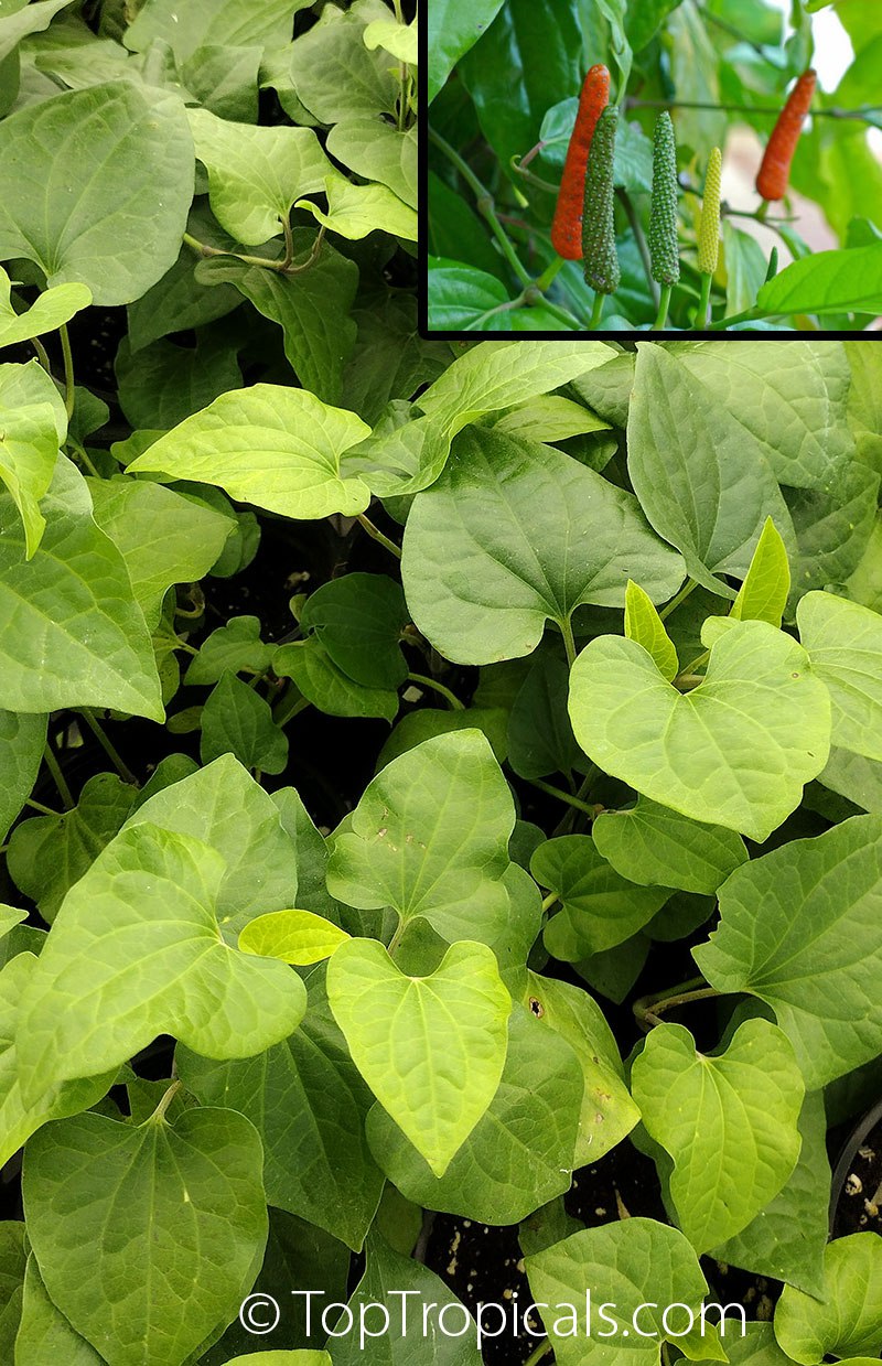 Piper longum - Indian Long Pepper, Pippali, Bengal Peppe