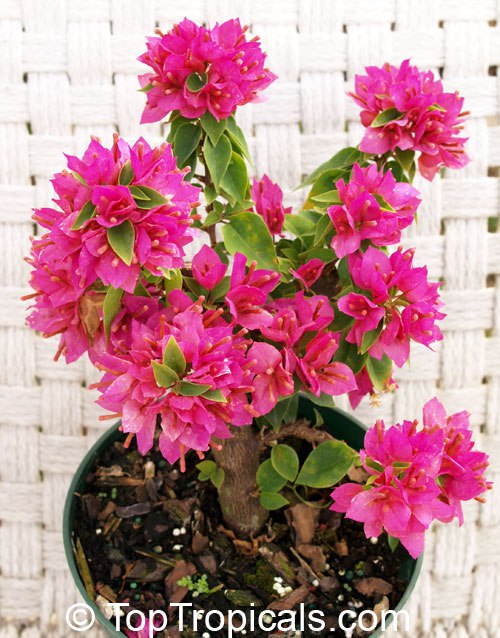 How to grow Bougainvillea bonsai