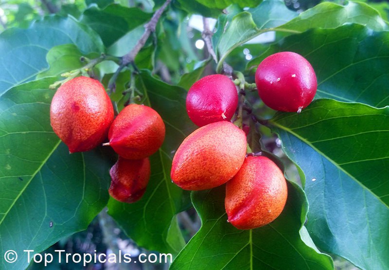 What are the best small fruit trees that will produce right away? 