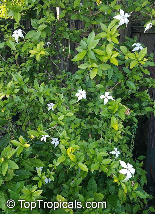 Randia formosa - Blackberry Jam Fruit, Jasmin de Rosa