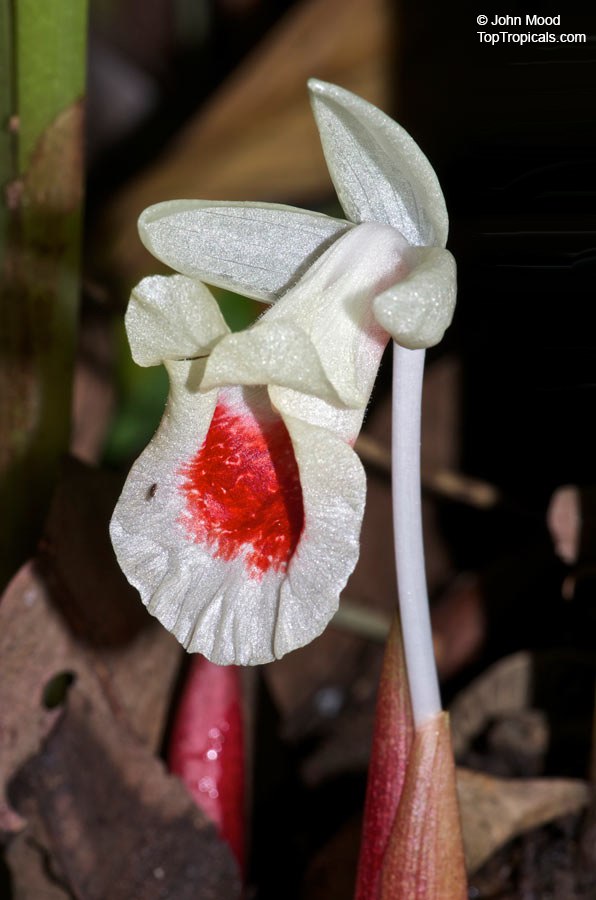 Boesenbergia rotunda - Chinese Keys Ginger, Fingerroot, Kra Chai