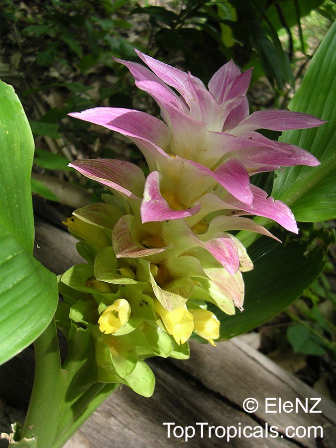 Curcuma longa - Turmeric, Spice Turmeric, Longevity Spice, Indian Saffron. 