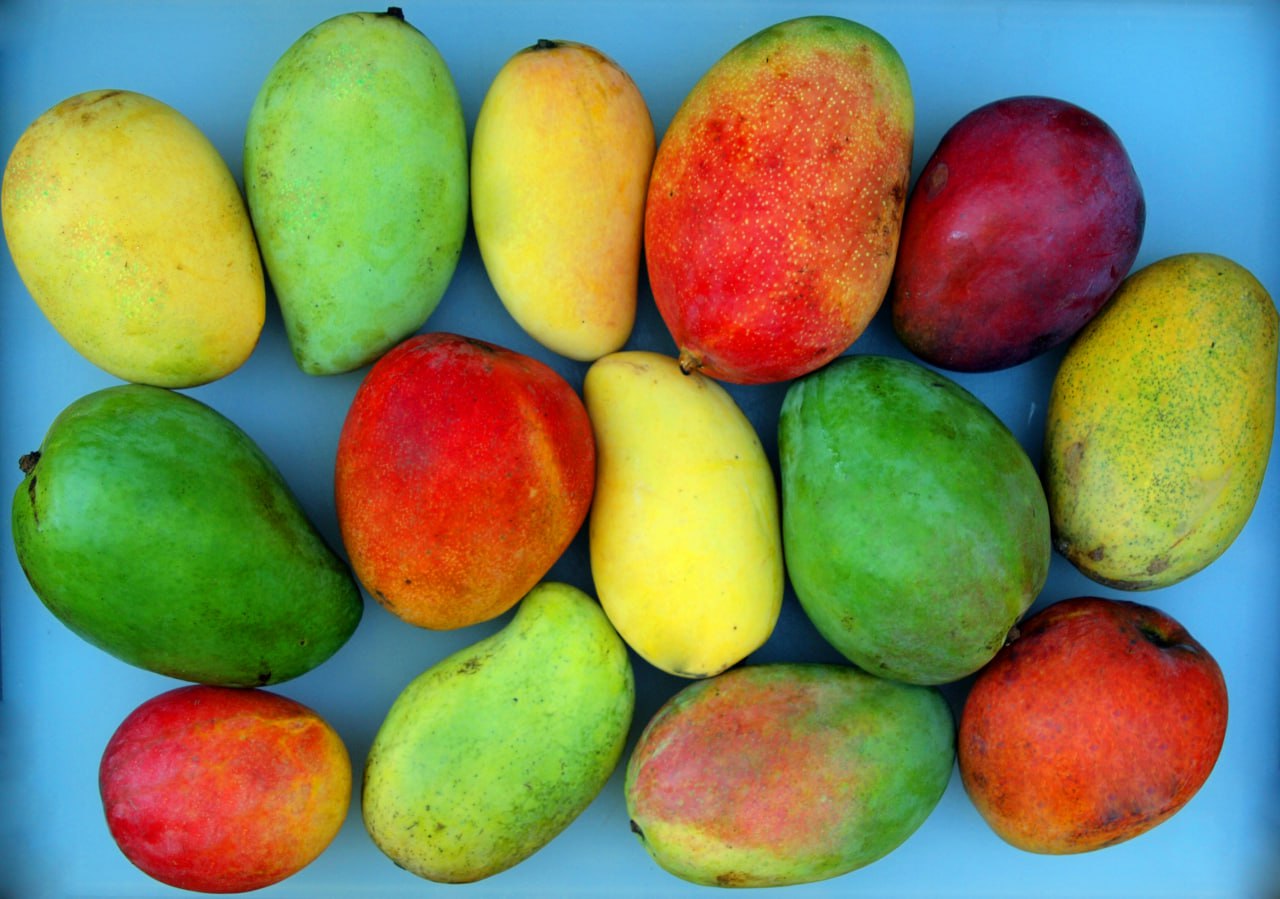 Mango fruit