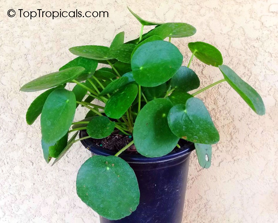 Pilea peperomioides - Chinese Money Plant 